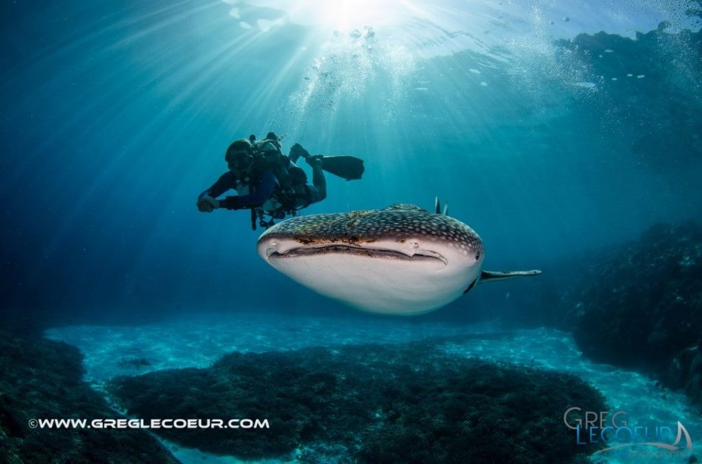 requon baleine par greg lecoeur