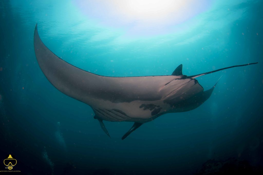 manta nella baia di cristallo